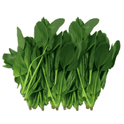 Fresh Organic Spinach – Nutrient-Rich & Healthy Green